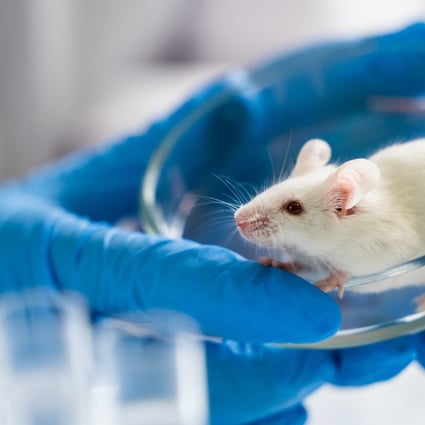 China is updating its regulations on use on animals in laboratories. Photo: Shutterstock