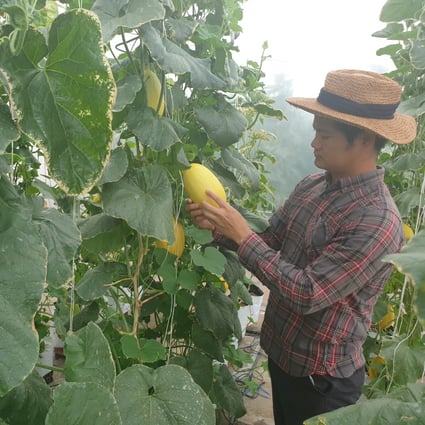 Vietnamese farmer Nguyen Quang Tuyen at his farm. Extended lockdowns mean farmers face challenges in dispatching produce for sale, and merchants cannot travel to their farms. Photo: Handout