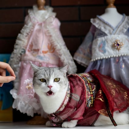 A small business in central China gives pets a traditional Hanfu look. Photo: AFP