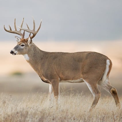 A non-peer reviewed paper posted in bioRxiv.org in late July reported that 2019 samples from white-tailed deer in the US showed positive antibodies for Covid-19. Photo: Shutterstock