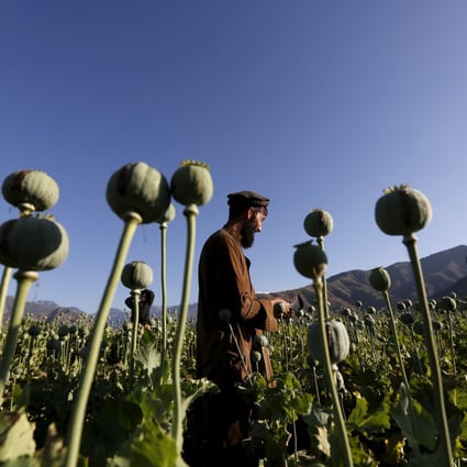 Taxes on opium growers have been a major source of income for the Taliban. Photo: Reuters