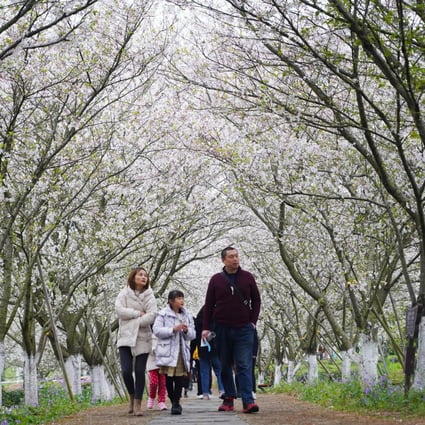 Chinese scientists report that reduced human activity during Covid-19 restrictions contributed to “a brighter, earlier, and greener 2020 spring season”. Photo: Xinhua