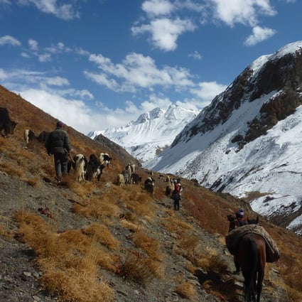 Traders from Pakistan travel with yaks and cattle brought from the Wakhan Corridor of Badakhshan province in northern Afghanistan in 2017. Photo: AFP