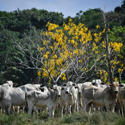 A herd of cattle in Ruropolis, Para state, Brazil. Photo: AFP