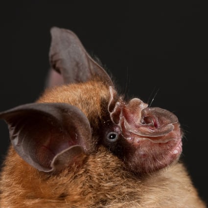 The latest research on bats by Chinese researchers focused on samples collected from over 13,000 bats from 56 species across 14 provinces since 2016. Photo: Guangdong Entomological Institute/South China Institute of Endangered Animals