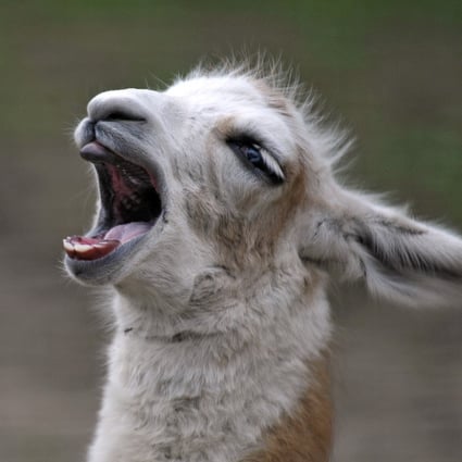 Llama Antibodies Show Significant Potential As Coronavirus Treatment South China Morning Post