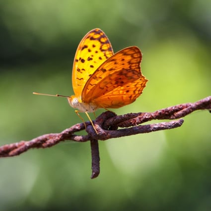 The Spotted Rustic was found in Lung Kwu Tan and is a very rare species. Photo: Green Power