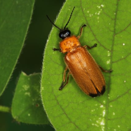 A firefly species first found in Hong Kong. Photo: AFCD