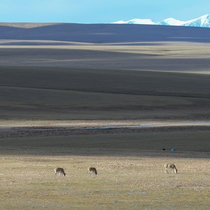 Tibetan antelopes at the Sanjiangyuan National Park in northwest China’s Qinghai province. Photo: Xinhua