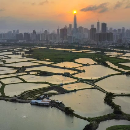 The plan aims to create three wetland conservation parks in Hoo Hok Wai (pictured), Sam Po Shue and Nam Sang Wai and link them to the existing Mai Po nature reserve and Hong Kong Wetland Park. Photo: Martin Chan