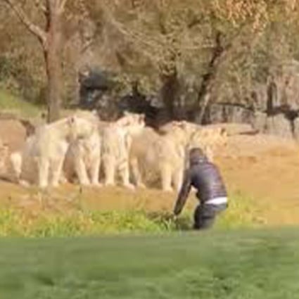 This week in quirky China stories: a man breaks into a lion enclosure and Lu Xun’s grandson speaks about what it is like to live with the legacy of an icon. Photo: Handout