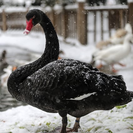 Black swans are rare, ornamental birds. Photo: Anadolu Agency
