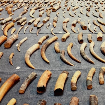 China’s elephant ivory trade ban and law enforcement actions have had a profound effect, but the demand for mammoth ivory raises red flags. Photo: Weibo