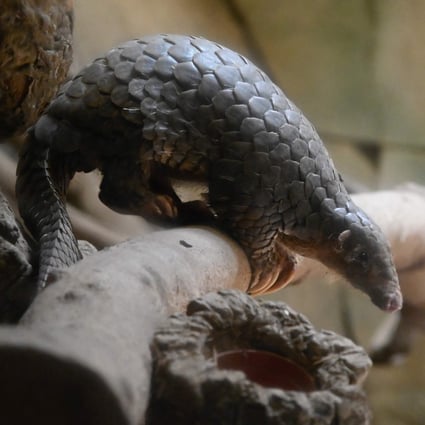 The Formosan pangolin is a nocturnal mammal that feeds primarily on ants and termites. Formosa is another name for Taiwan, dating back to 1542 when Portuguese sailors sighted the island. Photo: AFP
