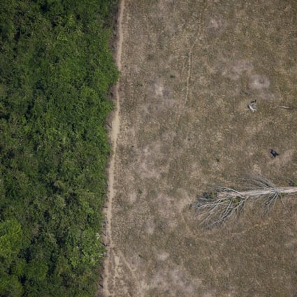 A fallen tree lies in an area of the Amazon jungle that has been cleared by loggers and farmers near Porto Velho, Rondonia State, Brazil. Photo: Reuters