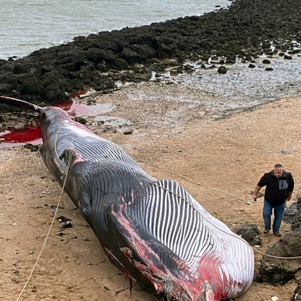 Massive fin whale, a vulnerable species, beaches itself in northern France  | South China Morning Post
