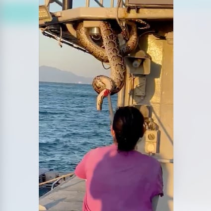 An 11-second video shows a female snake master trying to capture a 23kg Burmese python. Photo: Handout