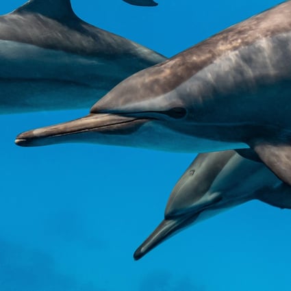 A pod of spinner dolphins is seen swimming in the Red Sea. Photo: Shutterstock