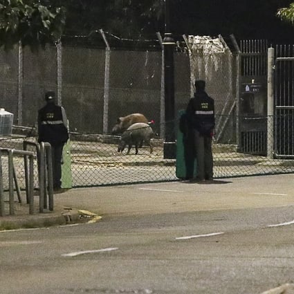 Wildlife officers catch the boars on Shum Wan Road. Photo: Edmond So