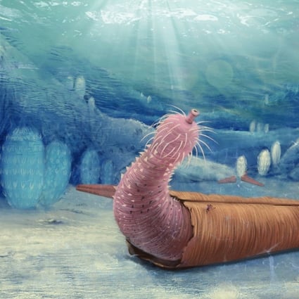 Priapulans, which still exist today, have been around for around 500 million years and are commonly called ‘penis worms’. Photo: Zhang Xiguang