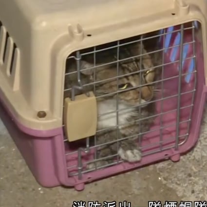 One of five cats that survived a Hong Kong flat fire in the early hours of Monday morning and is now being cared for by the Society for the Prevention of Cruelty to Animals. Photo: i-Cable screengrab
