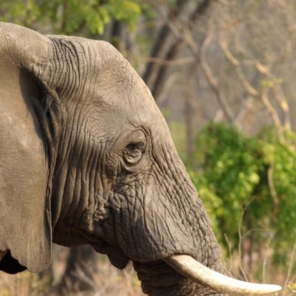 An elephant is seen in Hwange National Park, about 700km south west of Harare. Photo: AP