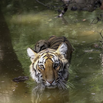 A tiger wades through the water at the Jim Corbett National Park, Uttarakhand. Photo: Jim's Jungle Retreat