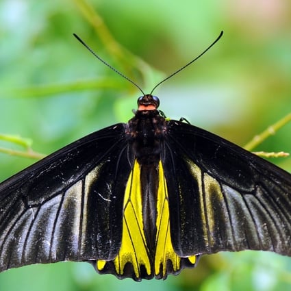 Common birdwing (Troides helena) in the Fung Yuen Butterfly Reserve, Tai Po