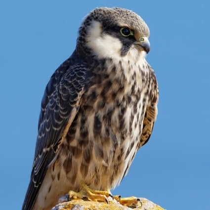 The Eurasian hobby, a small falcon, is a protected species in China. Photo: Shutterstock