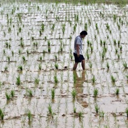 A file picture of a researcher checking a field of genetically-modified rice in China. Photo: AFP