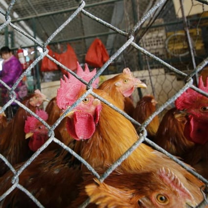 Chickens are kept in a cage at a wholesale poultry market in Shanghai. A spate of bird flu cases since the beginning of the year in China has experts watching closely as millions of people and poultry are on the move ahead of the Lunar New Year holiday, the world’s largest annual human migration. Photo: AP