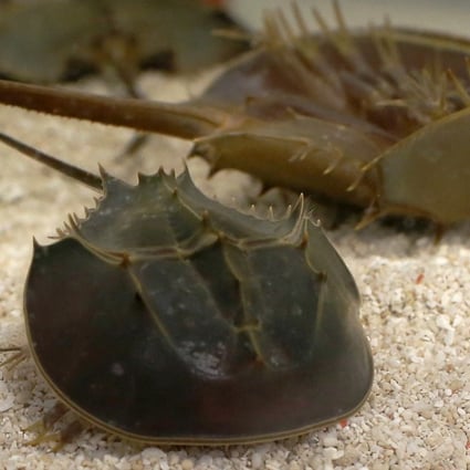 Killing horseshoe crabs for good karma? Misguided Hong Kong Buddhists send  pre-dinosaur species to their death, say conservationists | South China  Morning Post