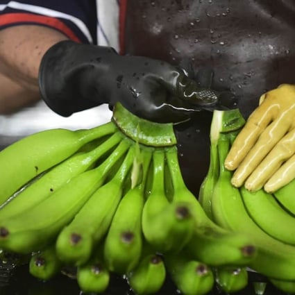 Researchers behind the study say genetically modified bananas “could prevent preschool kids from dying from diarrhoea, malaria or measles”. Photo: AFP