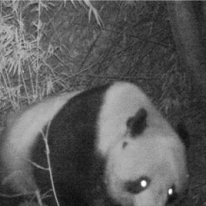 Rare Sighting Of ‘healthy’ Wild Giant Panda Caught On Camera Walking Through Northern China