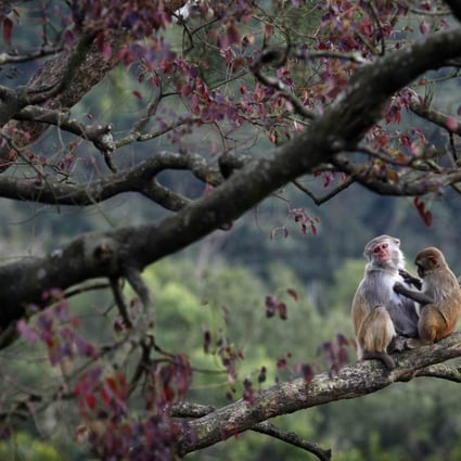 A pair of monkeys in Kam Shan Country Park. Photo: AFP