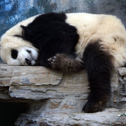Parts of Beijing Zoo may relocate from city centre to improve animals' living conditions and ease traffic jams | South China Morning Post Parts of Beijing Zoo may relocate from city centre to improve animals' living conditions and ease traffic jams | South China Morning Post
