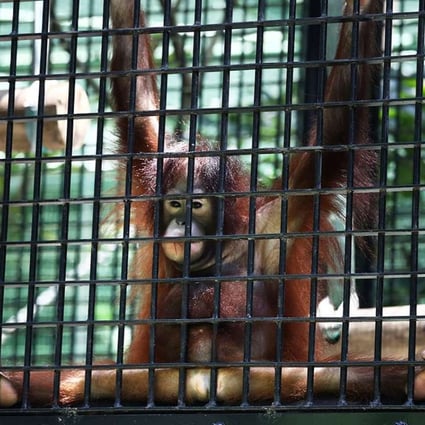 Cage fight: row brews over conditions at Hong Kong zoo in a concrete jungle  | South China Morning Post