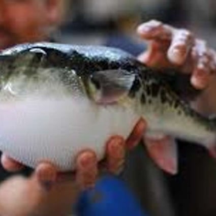 A pufferfish, or fugu, in Japan, where only licensed chefs are allowed to prepare and serve them. Photo: SCMP Pictures