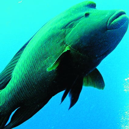The humphead wrasse, also known as the Napoleon fish, or so mei in Cantonese. Photo: SCMP Pictures