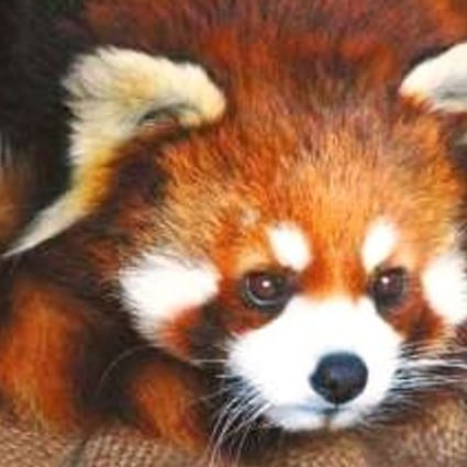 Endangered red pandas were among the animals caught and slaughtered by wildlife smuggling ring. Photo: Sina.cn