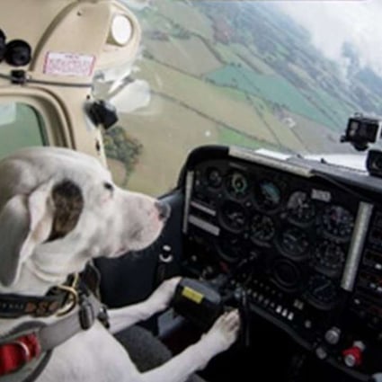 Yes, it’s a dog flying a plane the future of TV is here, and it’s