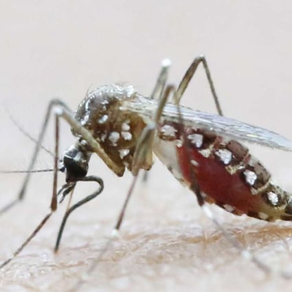 The Aedes Aegypti mosquito transmits the Zika virus as well as Dengue and Chikungunya. Photo: Reuters