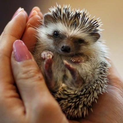A woman holds a hedgehog at the Harry hedgehog cafe in Tokyo. Photo: Reuters