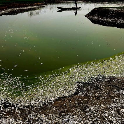 A fisherman rows through floating dead fish in the Fuhe River in Wuhan, Hubei province, in September 2013. Photo: Wuhan Evening Press