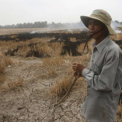 A farmer burns his dried-up rice on a paddy field stricken by drought in Soc Trang province in the Mekong Delta in Vietnam. Photo: Reuters