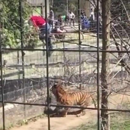 WATCH: Crazy hat lady jumps into Toronto Zoo tiger enclosure to retrieve her cap, alarming video shows | South China Morning Post WATCH: Crazy hat lady jumps into Toronto Zoo tiger enclosure to retrieve her cap, alarming video shows | South China Morning Post
