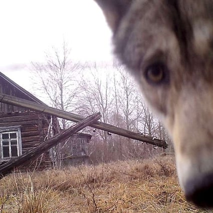 A wolf looks into an unmanned camera inside the 30 km exclusion zone around the Chernobyl nuclear reactor in the abandoned village of Orevichi, Belarus, on March 2. Photo: Reuters