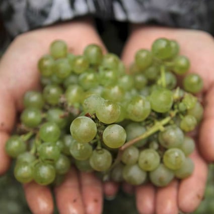 Riesling grapes from a vineyard in the Rheingau winemaking region near Johannisberg, Germany. Photos: Corbis