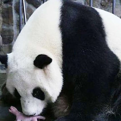 Tiny Panda Cub Dies Days After Its Birth At Breeding Centre In China South China Morning Post