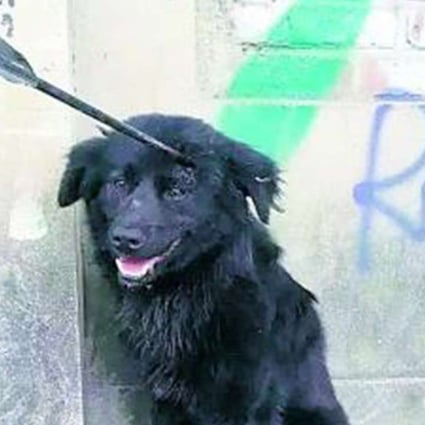 A photo of the dog was circulated online, prompting people to go the 798 Art District to try and rescue it. Photo: SCMP Pictures
